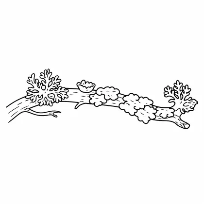 Coloring Roots 13 free printable coloring page